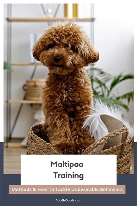 Everything To Know About Training A Maltipoo: Ultimate Guide