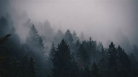 Fog Forest Mountain Photography Wallpapers - Wallpaper Cave