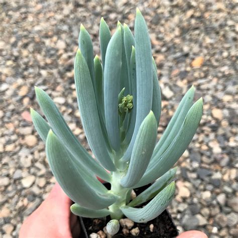 Senecio mandraliscae - Blue Chalksticks (2" Pot) | Little Prince To Go