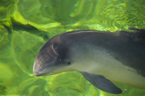 Facts About Porpoises | Live Science