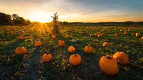 Top Pumpkin Patches in The Midwest