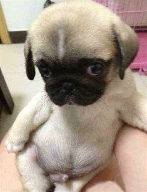 12 Pictures Of Cute Pugs And The Faces They Make