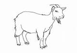 Boer Goat Coloring Pages At GetColoringscom  Free Printable Colorings sketch template