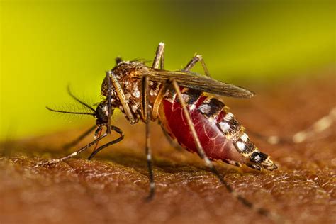 gambar nyamuk aedes - Thad Embry