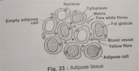 Adipose Tissue Diagram