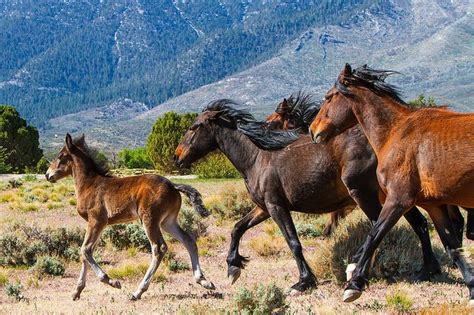 The Breathtaking Area In Nevada Where You Can Watch Wild Horses Roam ...