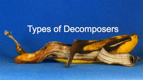 3 Examples Of Decomposers