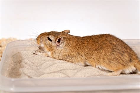 Gerbil cages + Bedding - Gerbil care guide