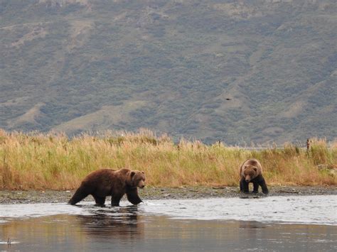 Kodiak Bear Viewing | Larsen Bay Lodge