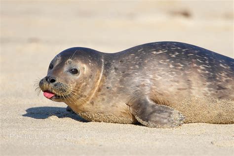 Pacific Harbor Seal Photo, Stock Photograph of a Pacific Harbor Seal ...