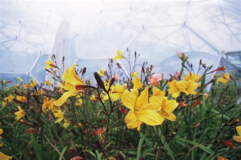 Eden Project Biomes Photograph by Tony Craddock/science Photo Library | Fine Art America