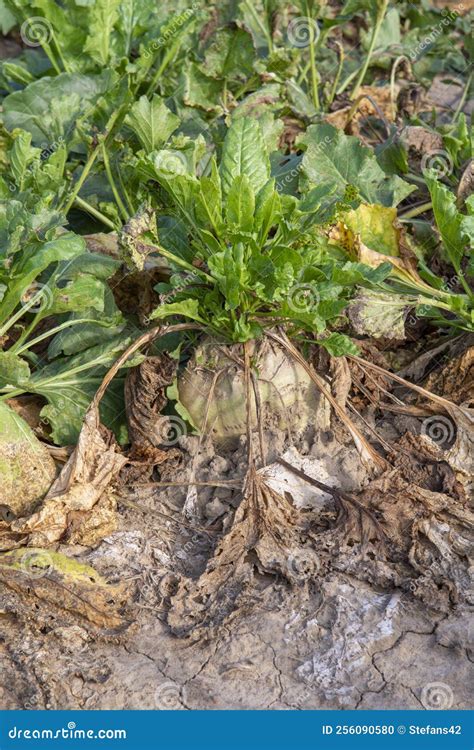 Mangelwurzel or Mangold Wurzel Growing in Agricultural Field. Mangold, Mangel Beet, Field Beet ...