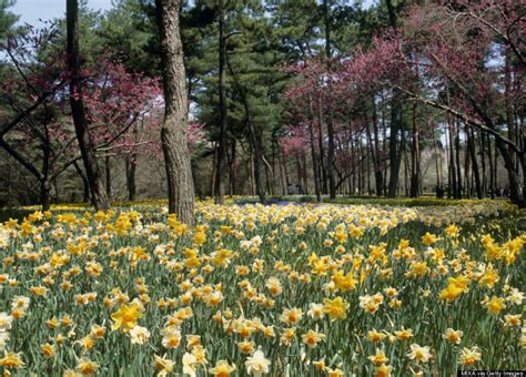 Hitachi Seaside Park In The Spring Is One More Reason To Love Japan ...