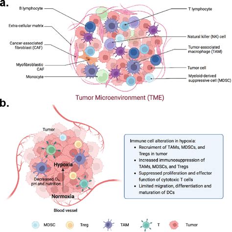 Figure 1 from 3D Tumor Spheroid and Organoid to Model Tumor ...