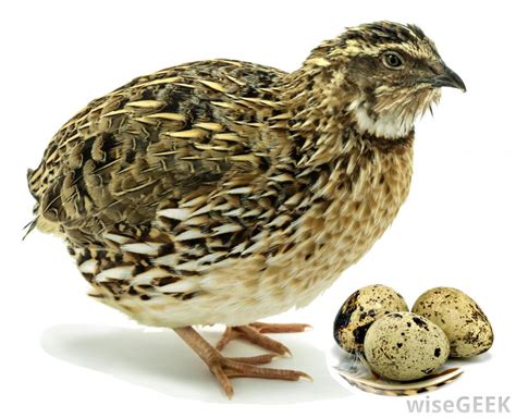 Bird In Everything: Quail Bird Eggs