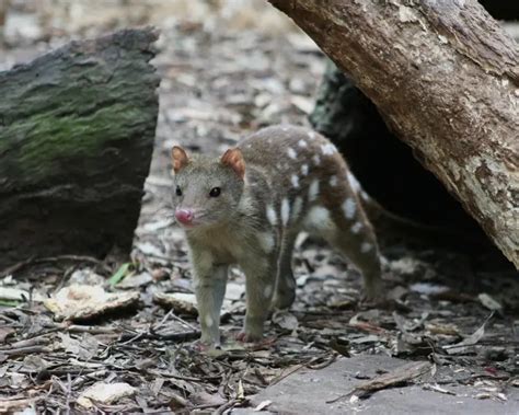 Tiger Quoll - Facts, Diet, Habitat & Pictures on Animalia.bio