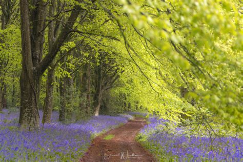 Daniel Wretham Photography | Bluebell Forest | Locations | Pictures