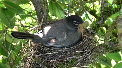 Bird In Everything: Robin Birds Nest