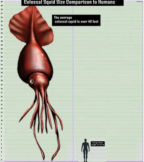 Colossal Squid Size Explained & Compared With Others | Yes Animal