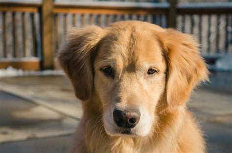 Golden Retriever · Free Stock Photo