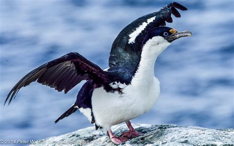 Shag Antarctic (Leucocarbo bransfieldensis) adult's wings - South ...