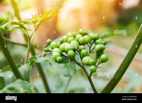 Growing turkey berry plant hi-res stock photography and images - Alamy