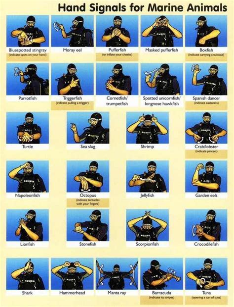 Marine Animal Hand Signals | Scuba diving equipment, Scuba diving ...