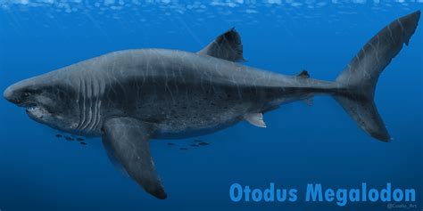 Otodus megalodon : r/Paleoart