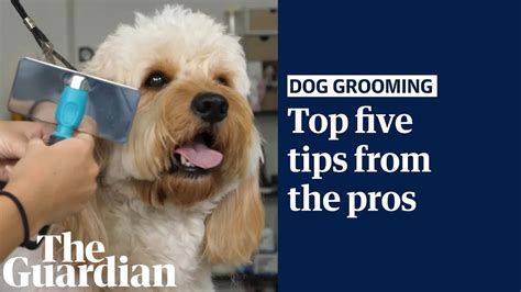 The top five dog-grooming tips from the pros – KeyPetCare.com