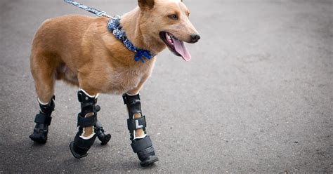 Pet prosthetics