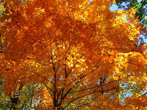 File:Fall-orange-maple-tree - West Virginia - ForestWander.jpg