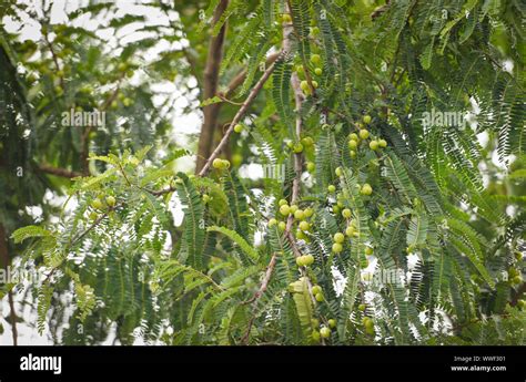 Amla tree hi-res stock photography and images - Alamy