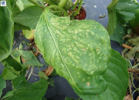 Pepper, bell | Diseases and Pests, Description, Uses, Propagation