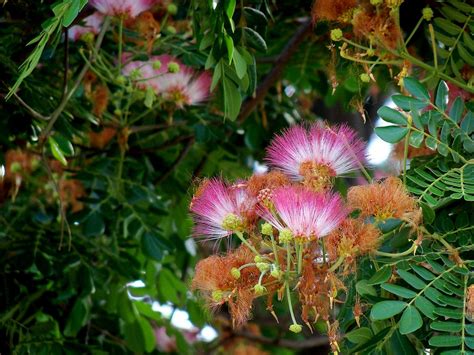 Bangalore Daily Photo: Rain Tree flowering...