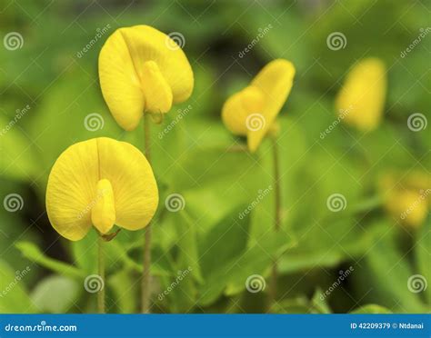 Pinto Peanut plant stock image. Image of flower, calm - 42209379