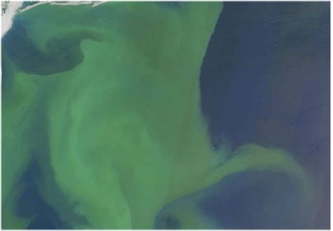 Phytoplankton blooms in the Southern Ocean : GS TIMES IAS-PCS
