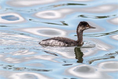 Western Grebe | Nature, Bird, Westerns