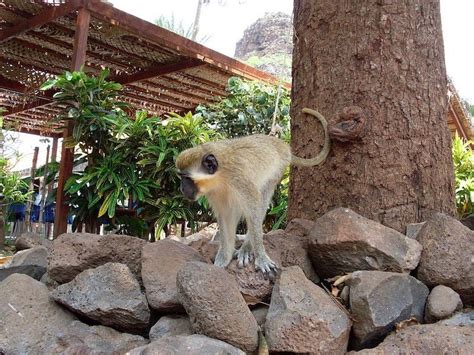 Animals in Cape Verde - Discover Cape Verde