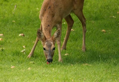 Buck Naked: Deer Feeding Patterns