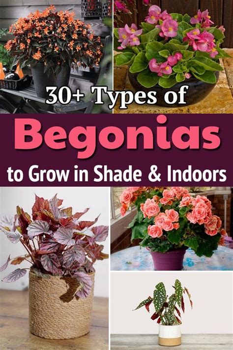 30+ Types of Begonias to Grow in Shade and Indoors! | Begonia, Plant ...