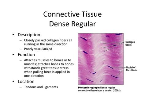 PPT - Chapter 4 - Tissues PowerPoint Presentation, free download - ID:1973245