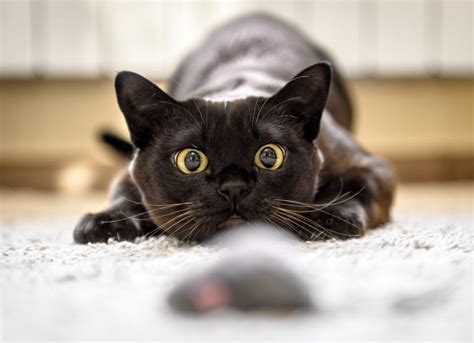 Why Do Cats Wiggle Before They Pounce? | PetMD