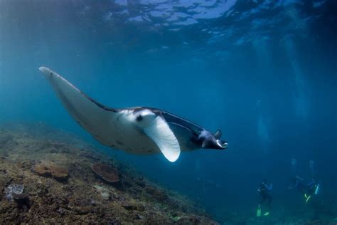 My Bali Today - Manta Rays - Diving Indo