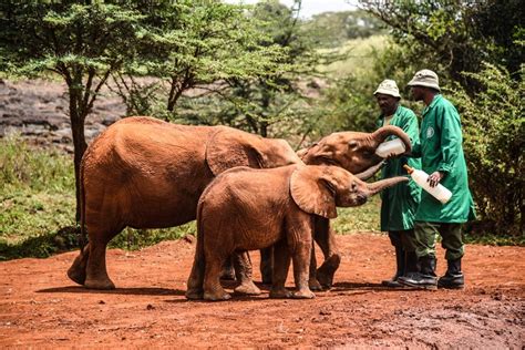 David Sheldrick Wildlife Trust, Opening Hours, Rates & Contacts