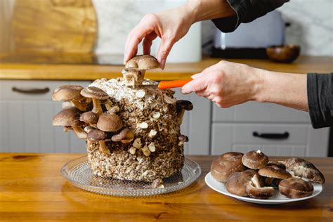 Growing Edible Mushrooms: Your Ultimate Growing Guide - We Grow NYC