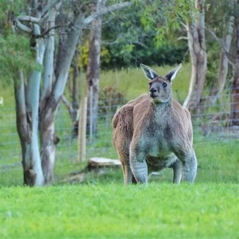 Buff kangaroo in Denmark, Western Australia : natureismetal