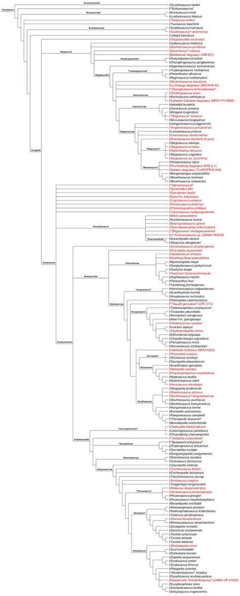 Thyreophora Cladogram by PaleoNerd1905 on DeviantArt