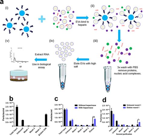 Heparin affinity purification of extracellular vesicles | Exosome RNA