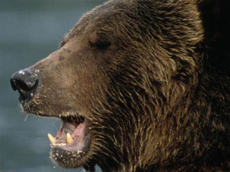 Grizzly Bear Suspected In Fatal Yellowstone Attack Captured : The Two ...