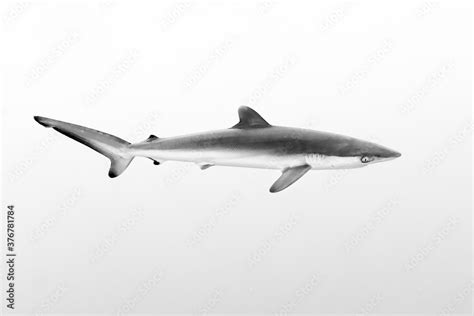 Side view of silky shark swimming underwater Stock Photo | Adobe Stock